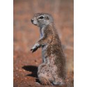 Carte 15 x 10,5 cm Marmotte
