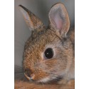 Carte 15 x 10,5 cm Lapin