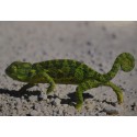 Carte 15 x 10,5 cm Caméléon