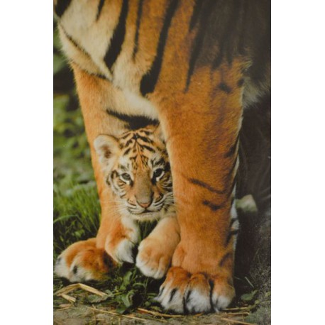 Carte 15 x 10,5 cm Bébé tigre