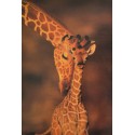 Carte 15 x 10,5 cm Girafes