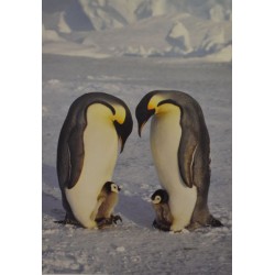 Carte 15 x 10,5 cm Pingouins